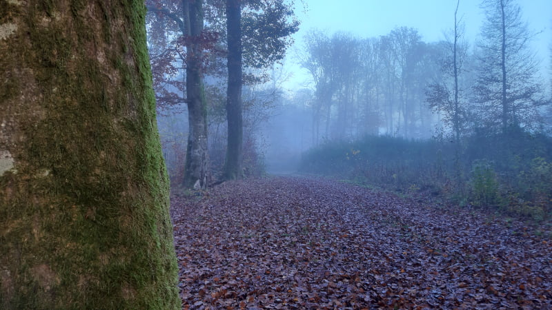Luxembourg Forest 3