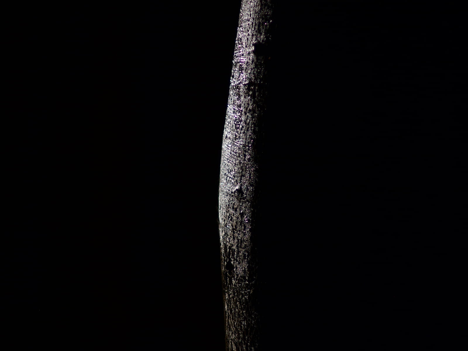 dark trunk detail